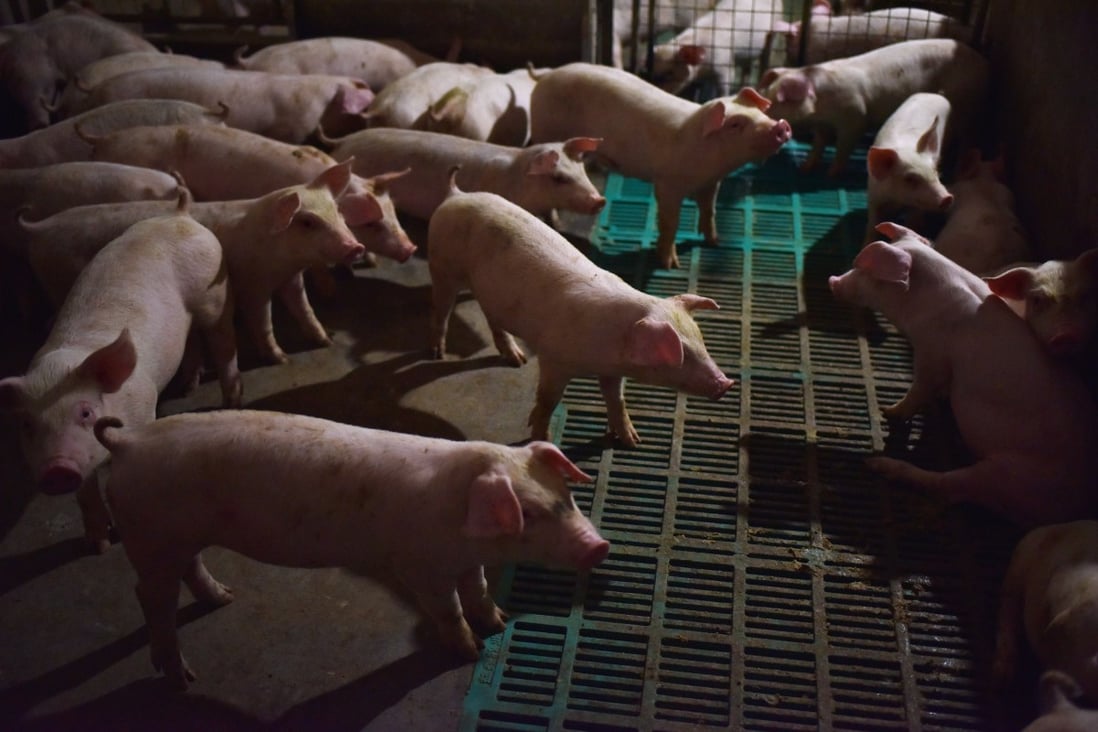 Pigs in a pen at a pig farm in China’s Yiyang county: the country’s pig population is estimated to have been reduced by half. Photo: AFP