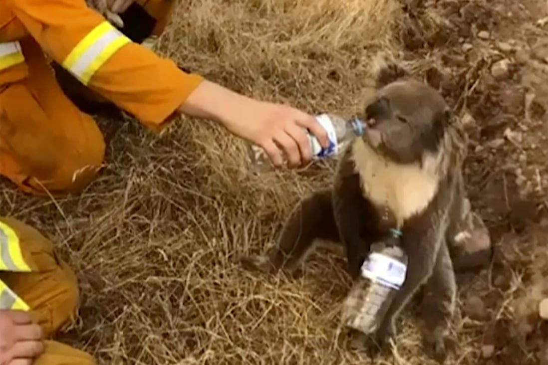 A koala drinks water from a bottle offered by a firefighter in Cuddle Creek, Australia, in December. Photo: AP