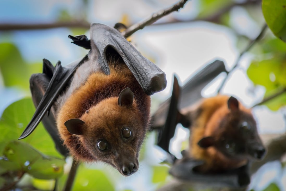 The new strain may be linked to fruit bats, Chinese scientists found. Photo: Shutterstock