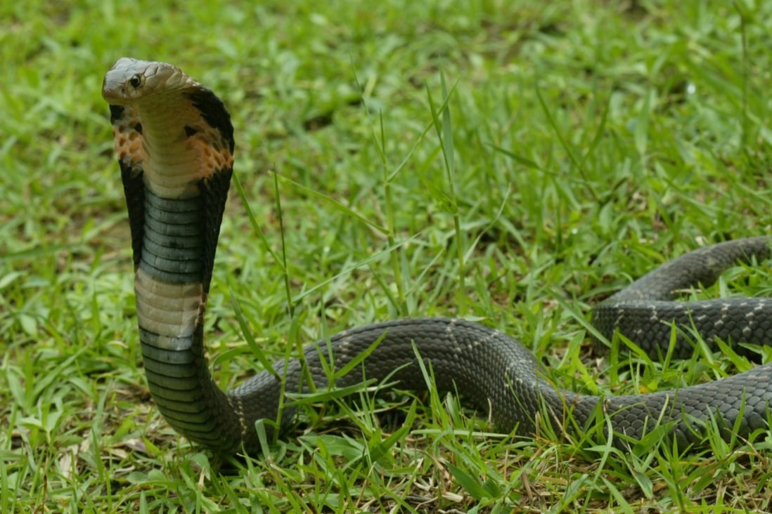 The Chinese cobra has been identified as one of two snakes that could be the reservoir for the coronavirus outbreak. Photo: AFCD