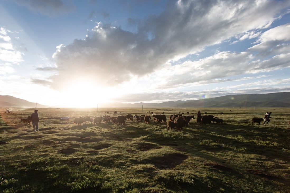 A yak herd on a summer morning on the Qinghai-Tibet Plateau. Milking yaks at sunrise, making clarified butter from the milk, and using stones to grind highland barley are among the experiences visitors to the plateau’s nomads can have. Photo: Nomad's Way