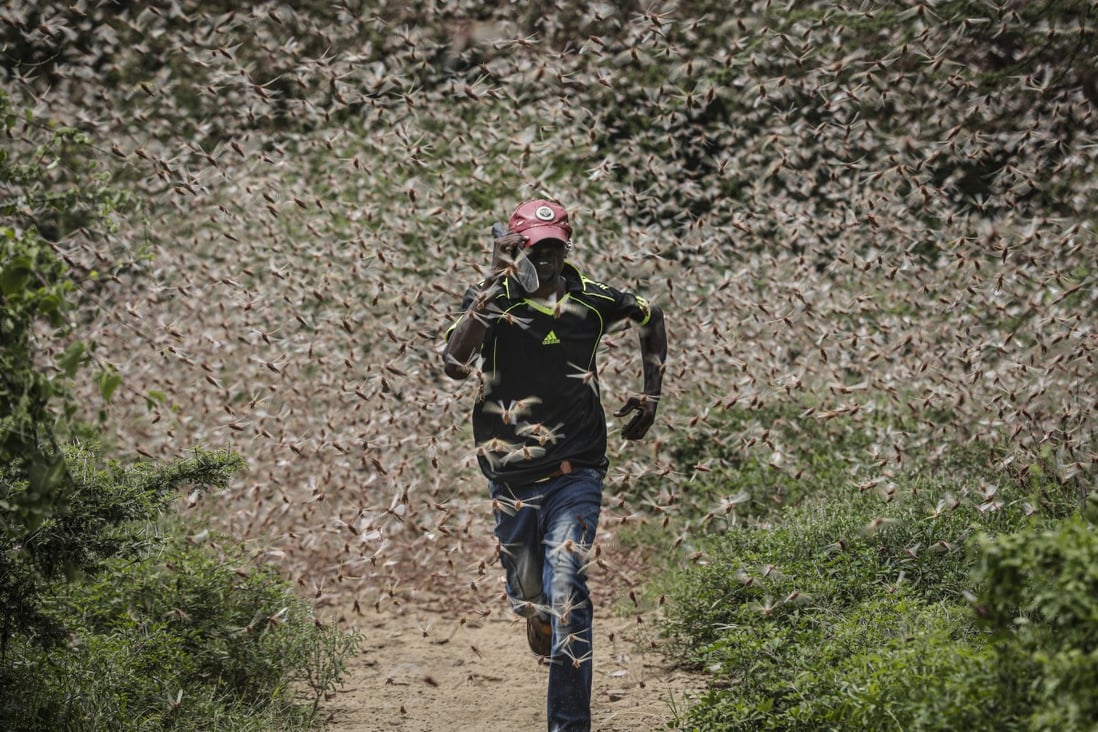 A man runs through a swarm of desert locusts in Kenya. Photo: EPA