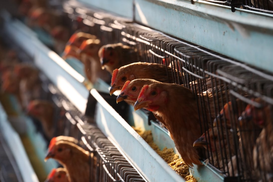 China has reported an outbreak of the deadly H5N1 bird flu in Hunan province. Photo: SCMP