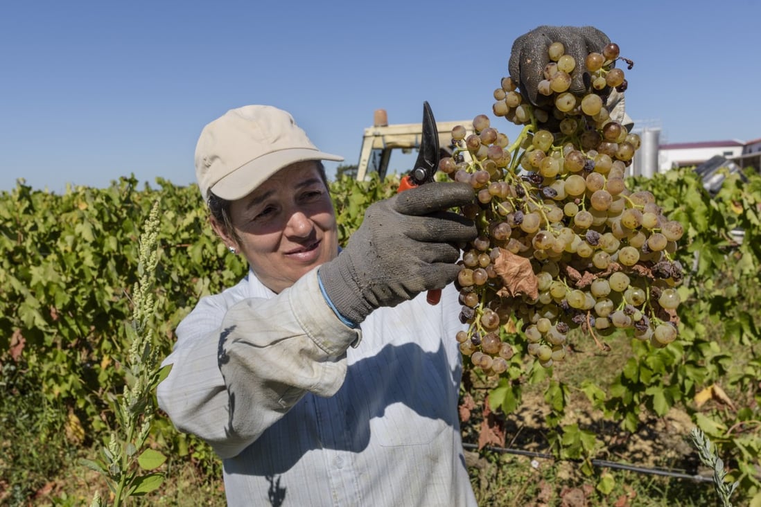 A grape picker at work in a winery in Poceirao, Portugal. Picture: Getty Images