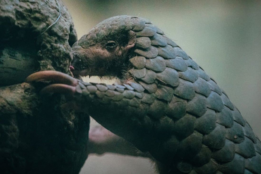 Scientists looking to find an intermediate species in the chain that led to humans being infected by Wuhan coronavirus are focusing on the pangolin. Photo: Handout