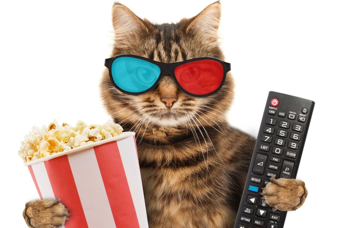 taiwan international cat film festival