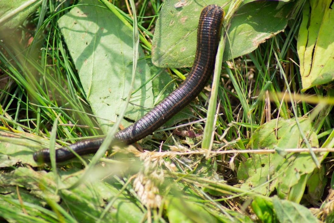 leech animal leech animal