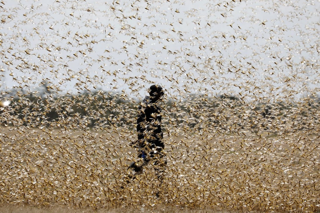 Locusts have ravaged crops in Pakistan, India and East Africa – and now Beijing is sensing a threat to China. Photo: Reuters