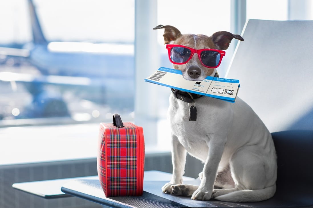 Many airports now cater to your four-legged friends, and four airports have gone the extra mile to build lounges where almost every creature on Earth can be housed, bathed and pampered. Photo: Getty Images