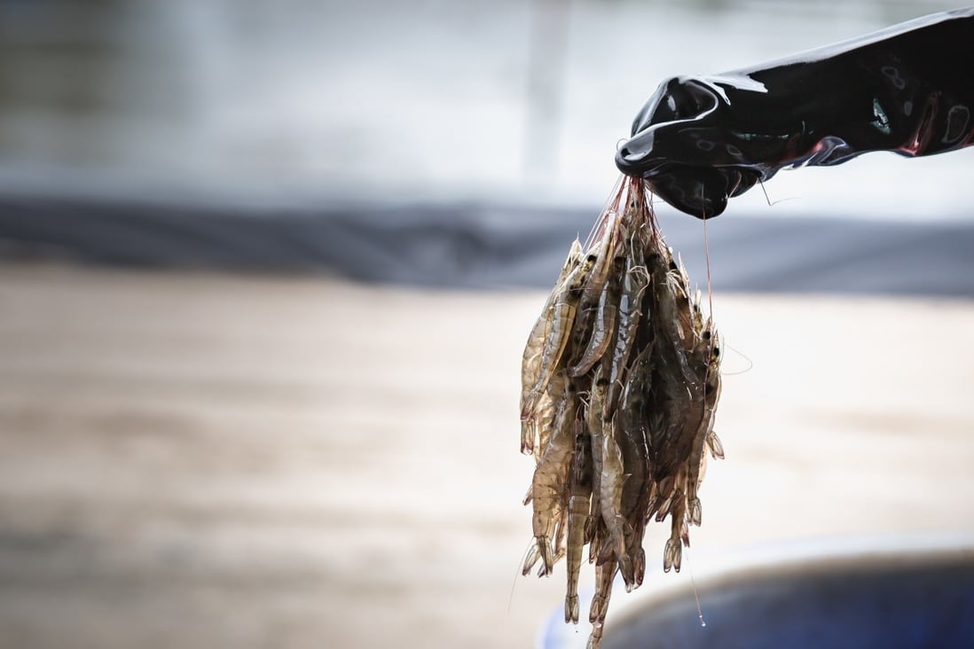 Companies around the world are conducting research into fish and seafood protein grown from stem cells in laboratories as an alternative to fishing for and farming seafood, which are not sustainable. Photo: Shutterstock