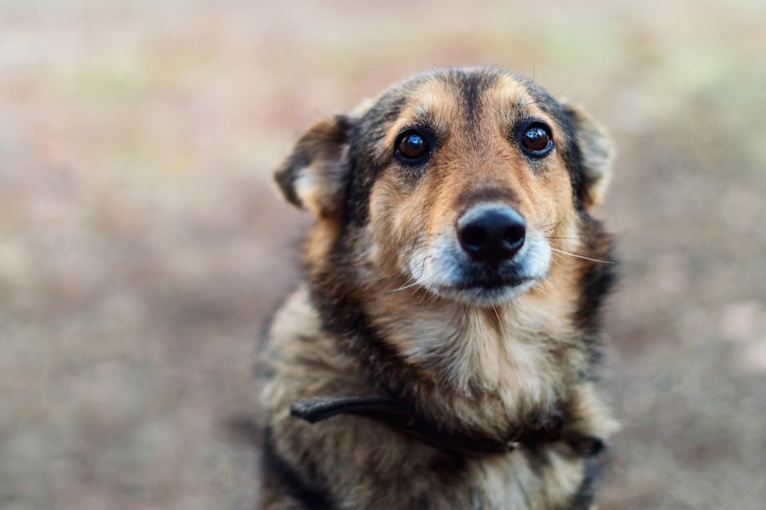 The management office behind the reward scheme said it wanted to make dog owners more responsible for their animals. Photo: Shutterstock