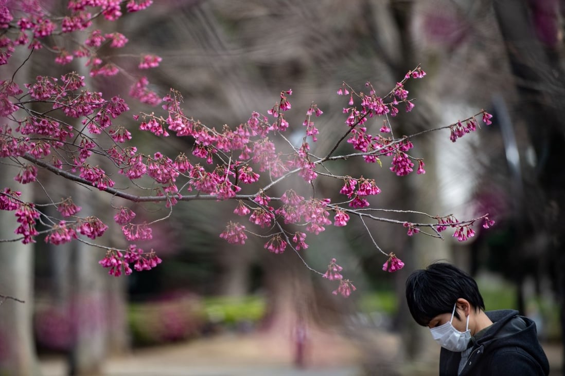 A man wearing a face mask amid fears over the spread of the coronavirus walks past cherry blossom trees at Ueno park in Tokyo earlier hits month. Photo: AFP