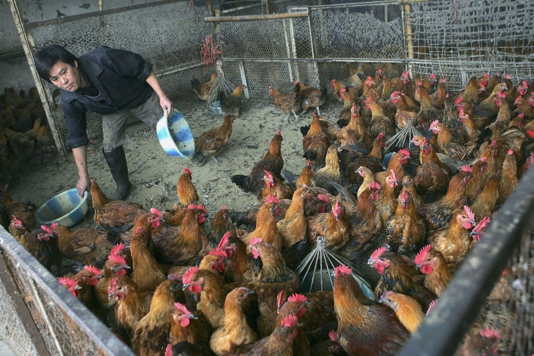 Bird flu spread in China closely linked to poultry trade, study says | South China Morning Post Bird flu spread in China closely linked to poultry trade, study says | South China Morning Post