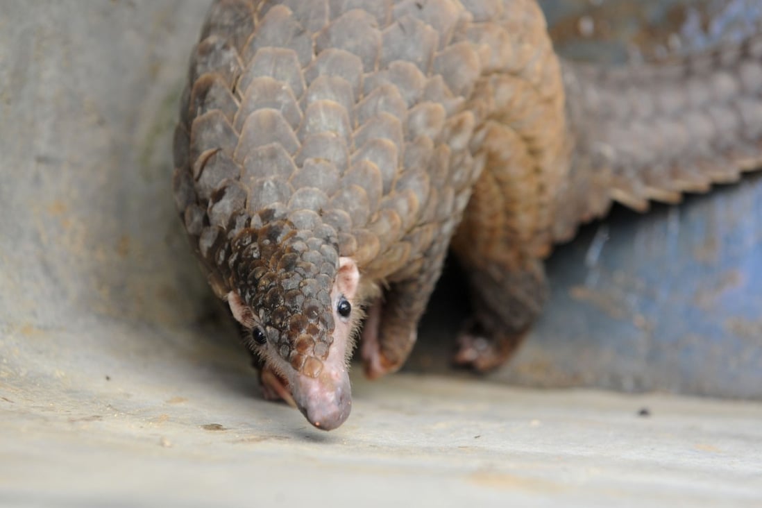 Pangolins have been one of the main focuses of the search for the intermediate host of the virus. Photo: Imaginechina