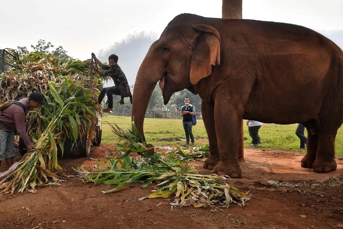 Elephants rescued from the tourism and logging trade are fed at the Elephant Nature Park in Chiang Mai, Thailand. The coronavirus outbreak has hit the country’s tourism sector, with about 90 per cent of elephant camps in the province closed as business drops, leading to fears about how to feed the animals. Photo: AFP
