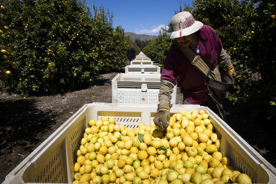 A worker picks lemons at an orchard in California, US. Photo: Getty Images./AFP