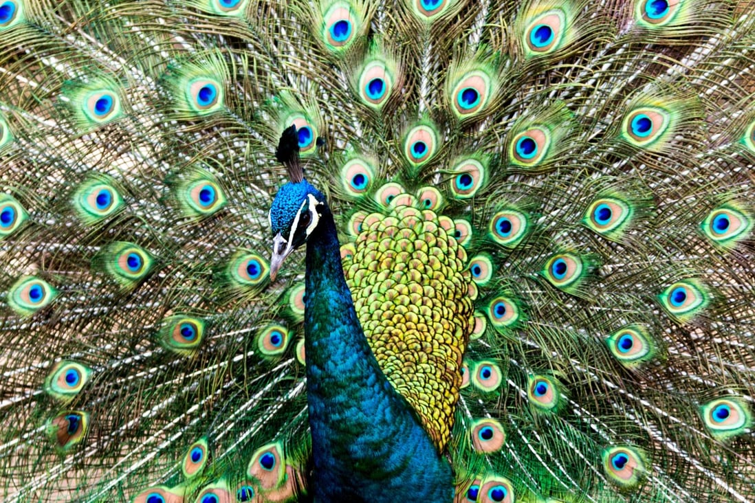 World watches China conservation battle as rare green peacock wins first  round | South China Morning Post