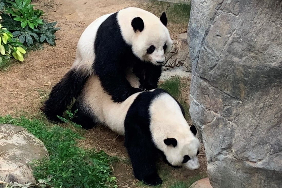 Ying Ying and Le Le mated naturally for the first time in a decade at Ocean Park in Hong Kong. Photo: Handout
