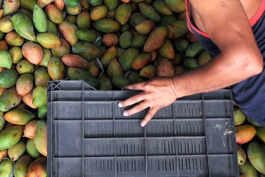 A worker unloads mangoes from a truck at a fruit market in Jammu, India. The mango is an intrinsic part of India’s culture, found in religion, art, poetry and literature. Photo: Hindustan Times via Getty Images