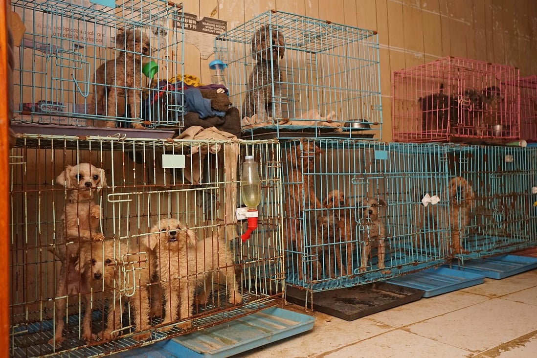 Hong Kong woman jailed for seven weeks for abusing dogs in Yuen Long ...