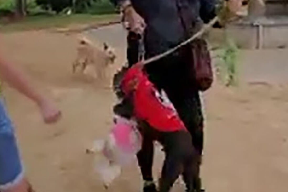 Hong Kong woman, 64, arrested over animal cruelty after video of her ...
