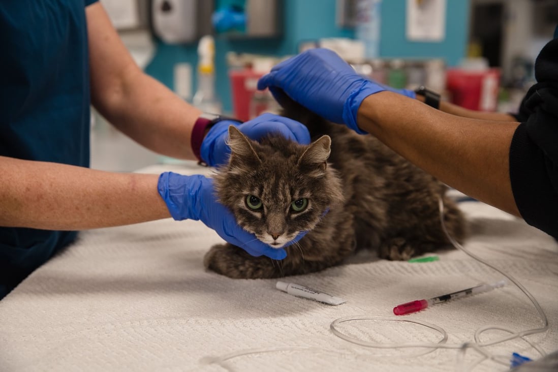 Reducing Feline Coronavirus Antibody Titer In Cured Cats Biogal Labs