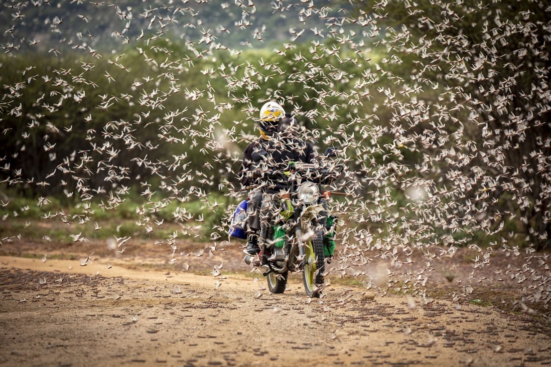 A motorcyclist rides through a swarm of desert locusts in Kipsing, Kenya, on March 31. Photo: FAO via AP