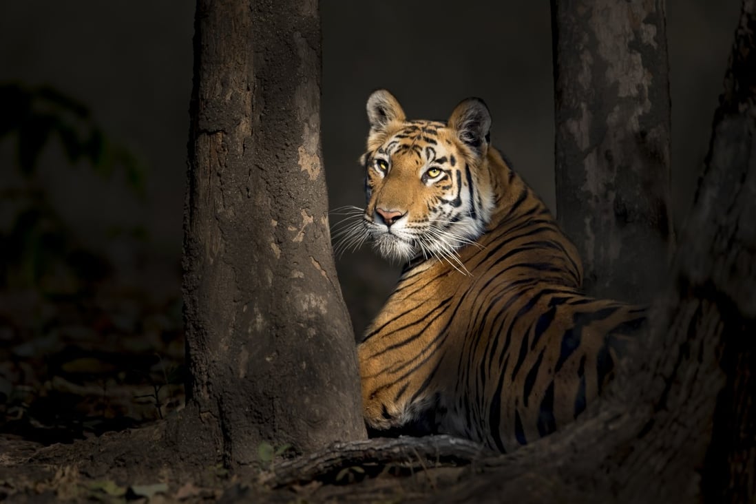 Iconic Asian Animals In Contention For New Big 5 Of Wildlife Photography Successor To Colonial Trophy Hunters African Big Five South China Morning Post
