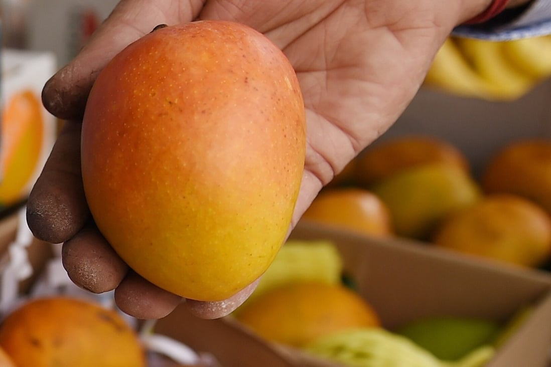 The Alphonso mango enjoys cult status among the country’s mango aficionados. Photo: AFP
