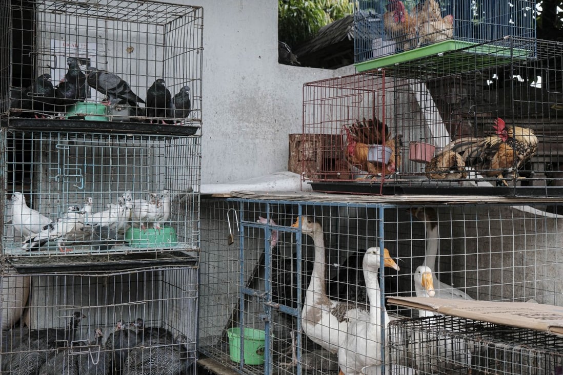Various birds on sale at an animal market in Bali, Indonesia. Scientists will teach veterinarians to detect diseases early in animal populations to help prevent future outbreaks among humans. Photo: Agoes Rudianto