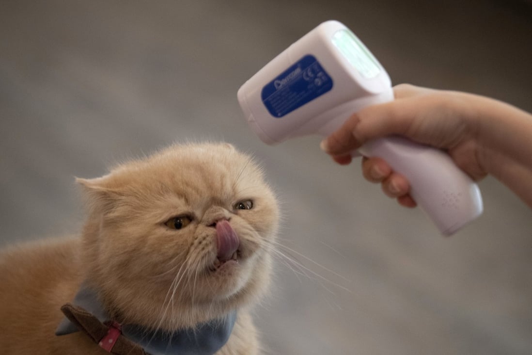 The owner of a cat cafe in Bangkok checks the temperature of one of her cats on May 8. Photo: AP