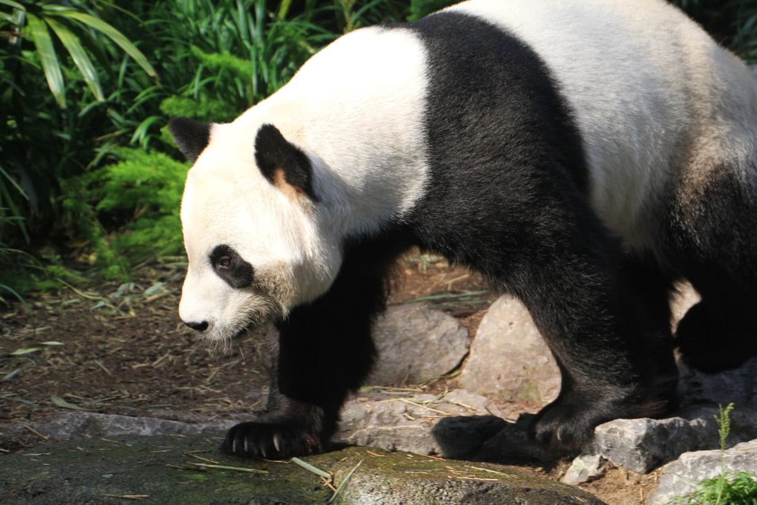 The Calgary Zoo cannot guarantee supplies of fresh bamboo for its giant pandas.Photo: Calgary Zoo