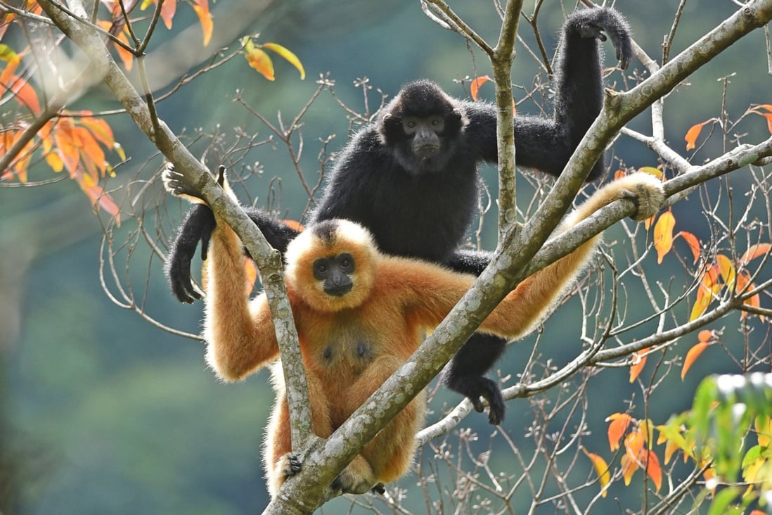 The critically endangered Hainan gibbon is only found on its namesake island in mainland China. Photo: Kadoorie Farm and Botanic Garden and Bawangling National Nature Reserve