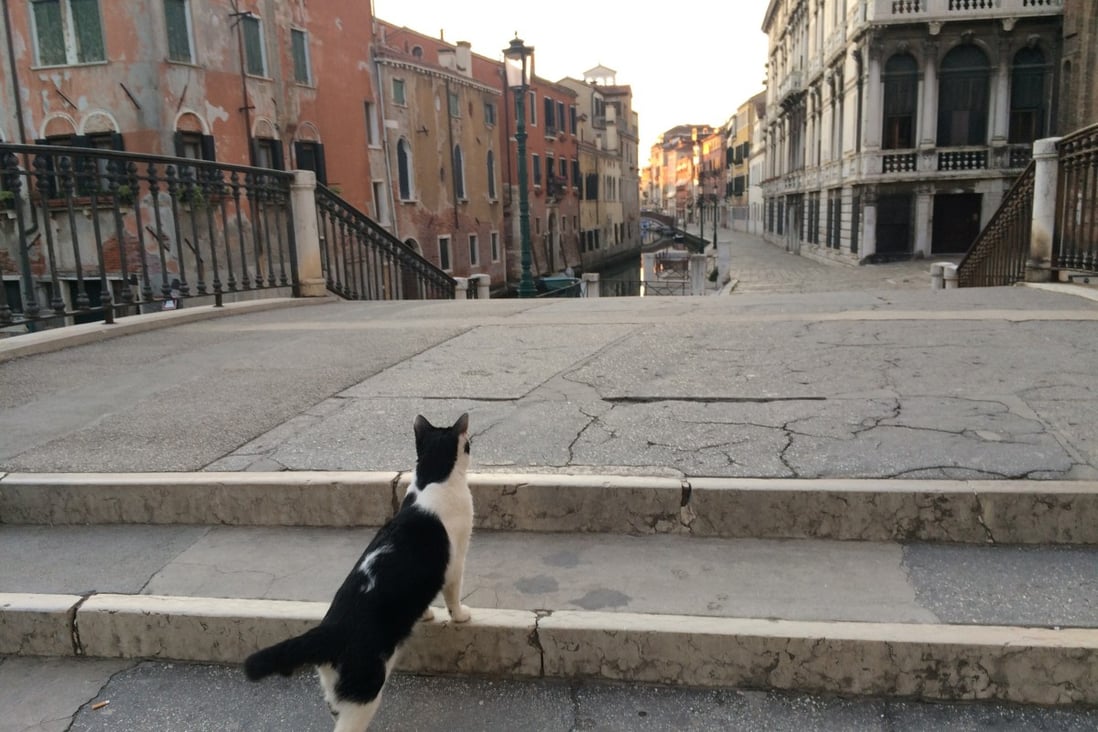A lone cat at the Fondamenta Ormesini, in Venice, Italy. Photo: John Brunton