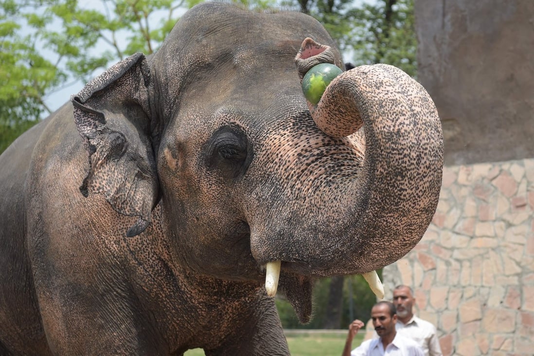 Kaavan the elephant at the Marghazar Zoo in Islamabad in June 2016. Photo: AFP