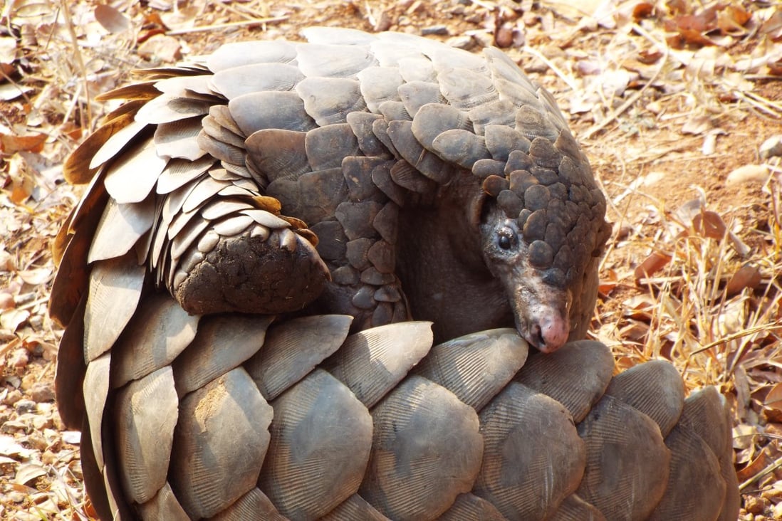 Pangolins are trafficked for their scales, which are used in traditional medicine in China and elsewhere. Photo: Shutterstock