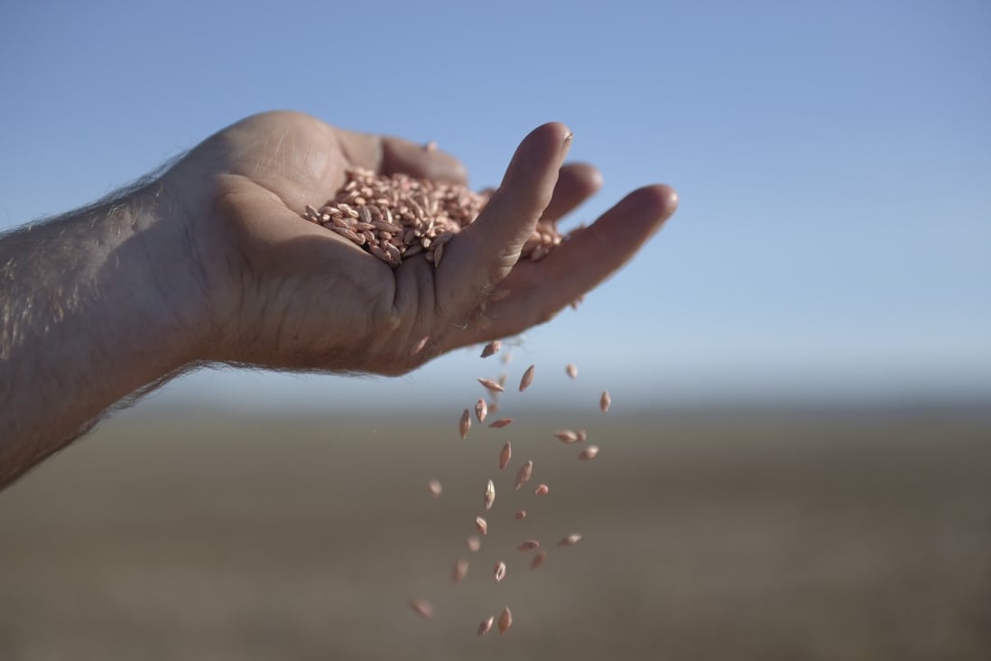 Barley seeds are held up for a photograph at a farm in Balliang, Victoria, Australia, on May 18. China placed anti-dumping duties on Australian barley for five years as diplomatic tensions escalate between the two trading partners. Photo: Bloomberg