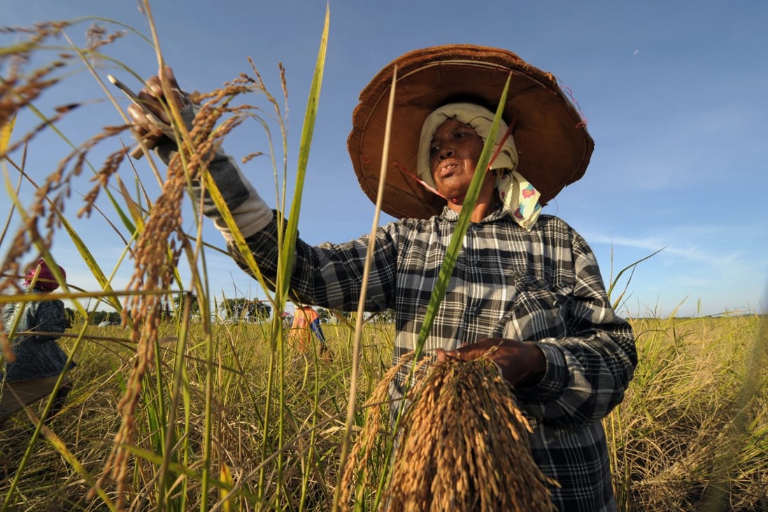 A Thai farmer harvests rice in a field. File photo: AFP