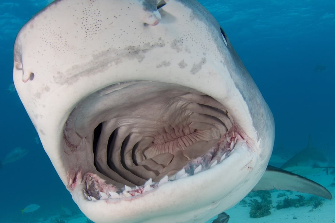 It is now believed that tiger sharks like this one were responsible for Hong Kong’s last three shark deaths, recorded between May 31 and June 13, 1995, in attacks that likely involved a pair of the creatures. Photo: Shutterstock