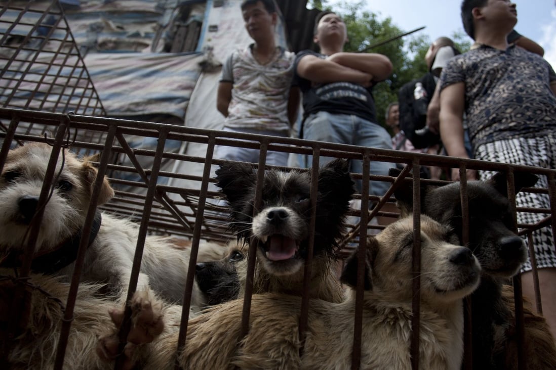 Caged dogs on sale at the dog meat festival in Yulin. Photo: AFP