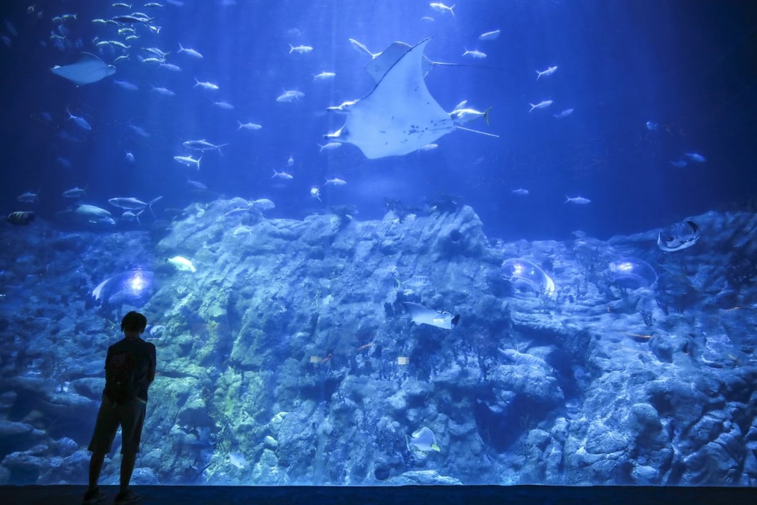 A lone visitor enjoys the Grand Aquarium at Ocean Park, as business is affected by months of protests in Hong Kong, on September 9, 2019. Photo: Winson Wong
