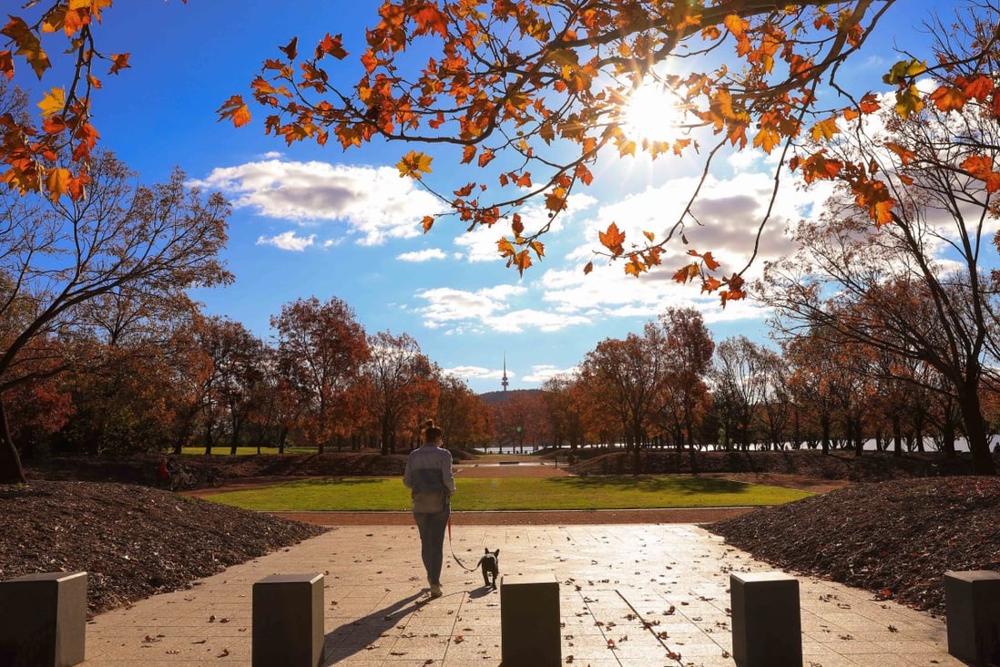 A woman walks her dog on an autumn day in Canberra. The coronavirus outbreak in Australia developed amid lower humidity and relatively stable temperatures. Photo: Xinhua