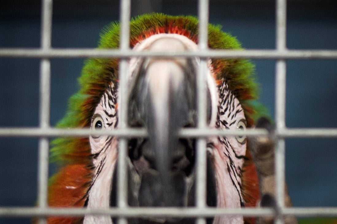 A Pakistan couple have been arrested for murdering their seven-year-old maid after she freed a pet macaw parrot. Photo: Reuters