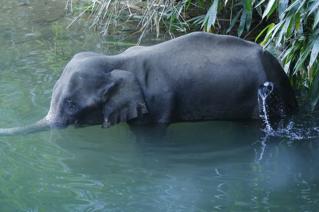 The injured 15-year-old pregnant wild elephant standing in Velliyar River moments before it died in Palakkad district of Kerala state, India. Photo: AP