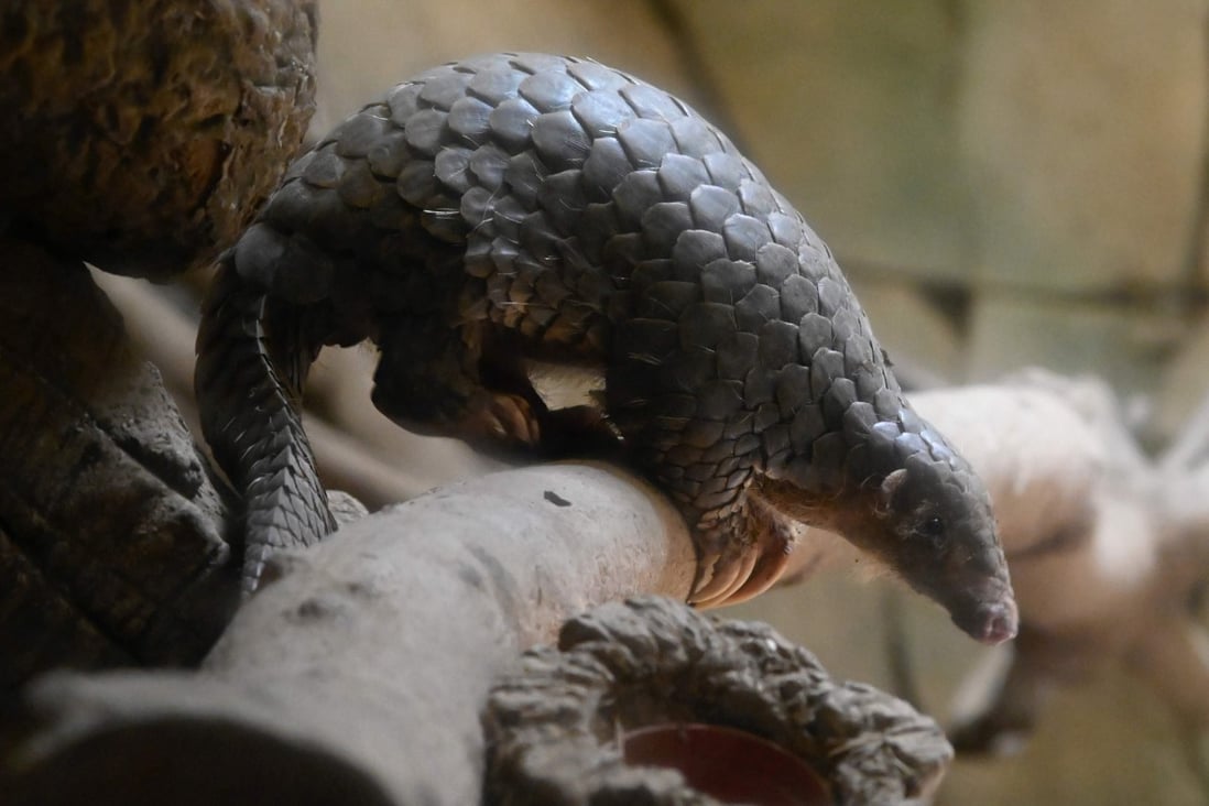 Beijing banned imports of pangolins and their by-products in 2018, but they continue to be smuggled into the country. Photo: AFP