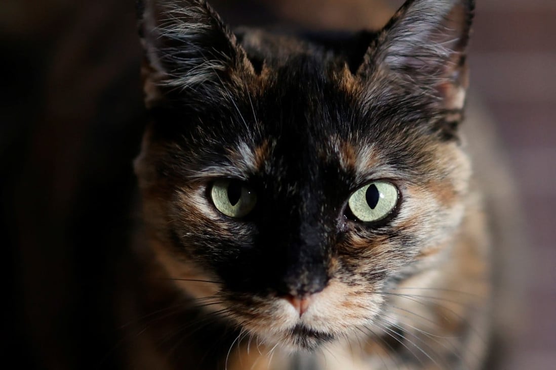 Cat Infected With Covid 19 From Owner In Belgium Live Science