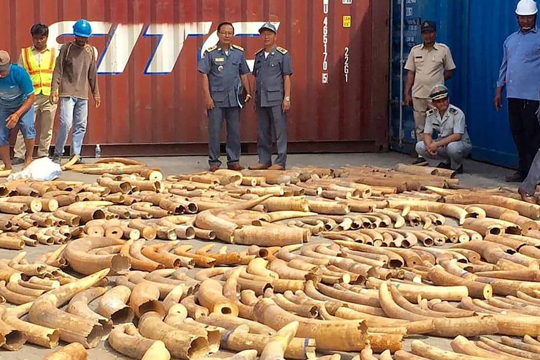 Cambodian Customs and Excise Officials examine ivory seized from a shipping container at the Phnom Penh port in December 2018. Photo: AFP