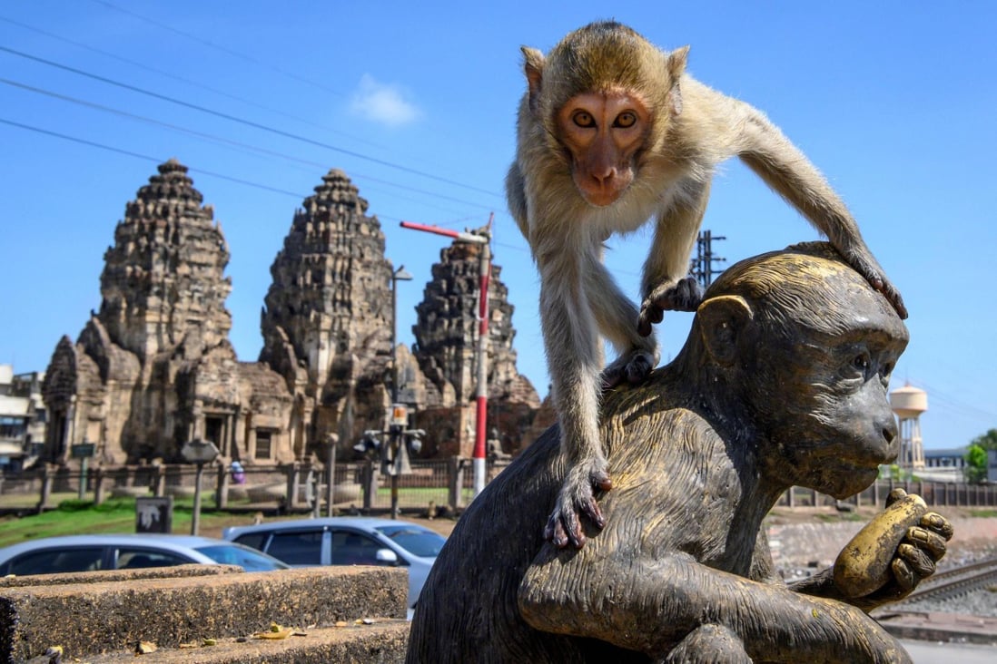 A longtail macaque climbs on a monkey statue in front of the Prang Sam Yod Buddhist temple in the town of Lopburi earlier this month. Photo: AFP