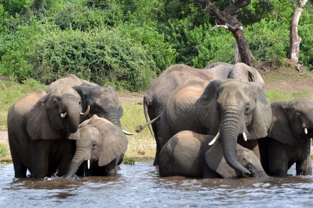 Botswana, home to almost a third of Africa’s elephants, has seen numbers grow to 130,000 from 80,000 in the late 1990s. Photo: AP