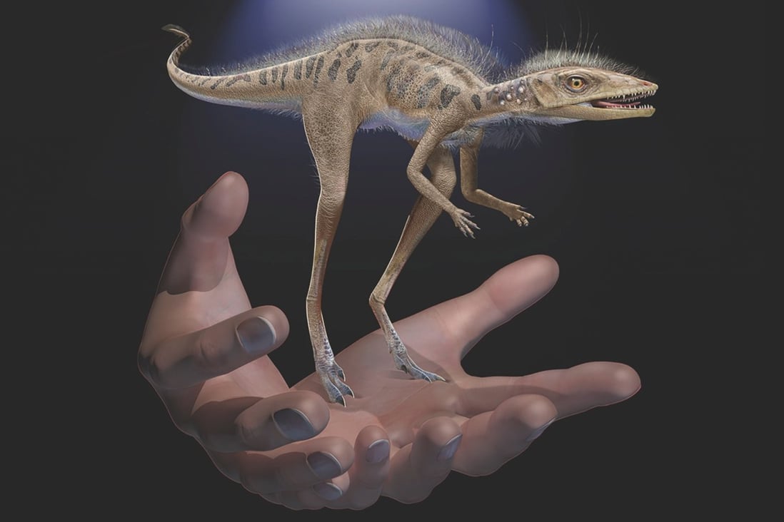 Kongonaphon kely, a newly described reptile near the ancestry of dinosaurs and pterosaurs, is illustrated to scale with human hands. Image: Frank Ippolito/American Museum of Natural History via Reuters